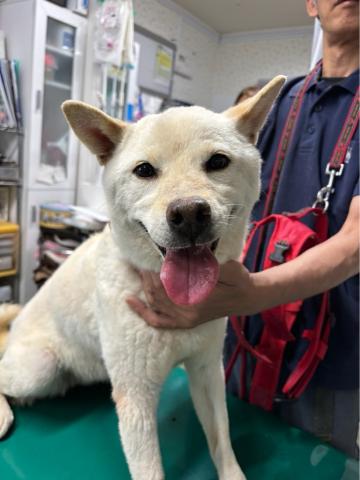 柴犬 おもち